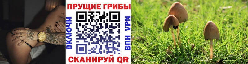 Псилоцибиновые грибы мухоморы  Купить закладки  Сусуман 